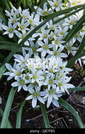 Weiße Farbe Scilla sect. Chionodoxa blüht in einem Garten. Idee für Postkarten, Grüße, Einladungen, Poster. Stockfoto
