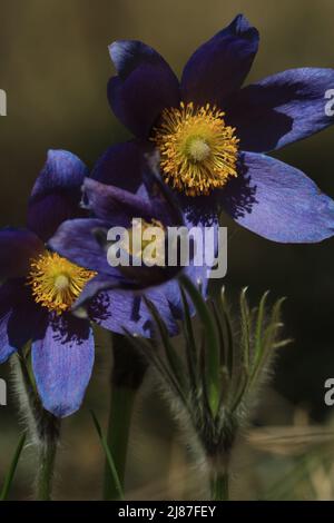 Lila Passaflumen сlose-up im Freien in Sonnenlicht. Pulsatilla patens, östlicher Paspelblüher, Verbreitung von Anemon. Flauschige lila Frühlingsblumen. Stockfoto