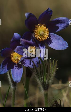 Lila Passaflumen сlose-up im Freien in Sonnenlicht. Pulsatilla patens, östlicher Paspelblüher, Verbreitung von Anemon. Flauschige lila Frühlingsblumen. Stockfoto