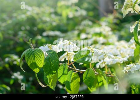 Weiße Blüten von Hortensia paniculata im sonnigen Garten. Weiße Blüten blühen in Sonnenstrahlen. Selektiver Fokus Stockfoto