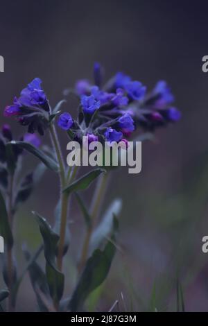 Pulmonaria obscura, Suffolk-Lungkraut. Blaue, rosa und violette Lungenkrautblüten vor grünem Waldgrund im Frühjahr. Frühling lila Blüten. Stockfoto