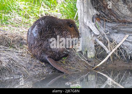 Nordamerikanische Biber (Castor canadensis) füttern an der Weidenrinde Stockfoto