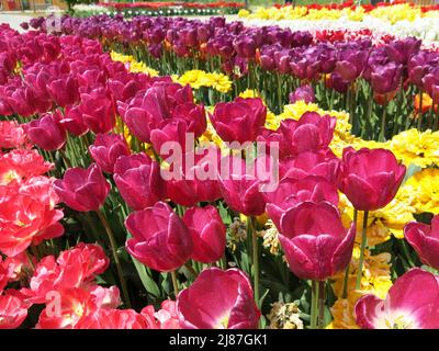 Nahaufnahme von dicht bepflanzten Tulpen in Reihen verschiedener Sorten und Farben; Floriade Expo 2022 Gartenbauausstellung. Stockfoto