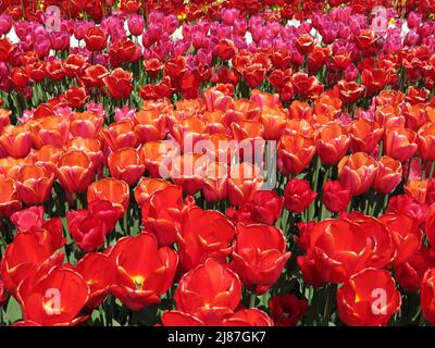 Eine Masse dicht gepflanzter Tulpen in voller Blüte in den Farben leuchtendes Rot, Rosa und Orange; Floriade Expo 2022, Niederlande. Stockfoto