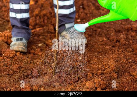Menschen, die in Turkije einen Baum Pflanzen und ihm Wasser geben Stockfoto
