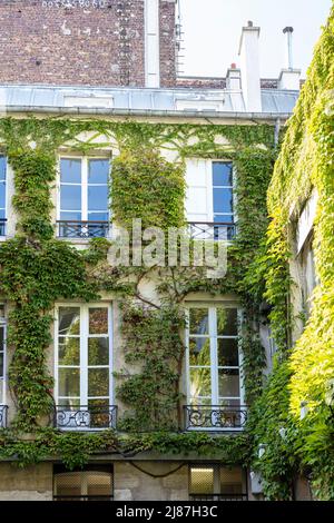 Ivy bedeckte Wand im Pariser Innenhof, Paris, Ile-de-France, Frankreich Stockfoto