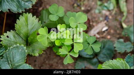 Nahaufnahme von Blattklebern. Pflanzen für viel Glück im Garten zum St. Patricks Day. Draufsicht. Selektiver Fokus Stockfoto