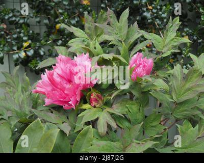 Pfingstrose mit drei rosa Blüten Stockfoto