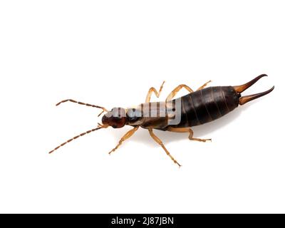 Dorsale Ansicht eines weiblichen gewöhnlichen oder europäischen Ohrwings, Forficula auricularia, isoliert auf Weiß Stockfoto