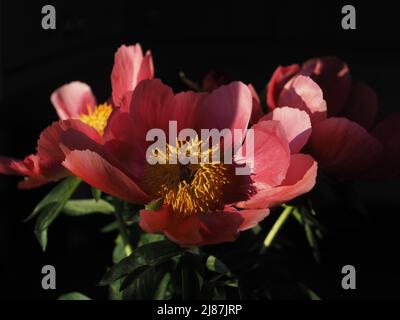 Drei rosa Pfingstrosen-Blüten, unaufgeschlüssel Stockfoto