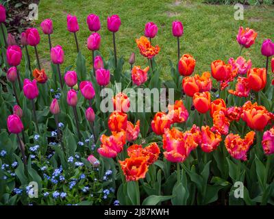 Chenies Manor Garden. Detail von rosa und orangefarbenen Tulpen im versunkenen Garten. Dunkelrosa Tulpen, Tulipa „Tempel der Schönheit“, Tulipa „Amazing Parrot“. Stockfoto