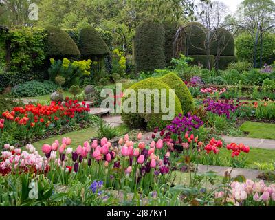 Chenies Manor Garden. Bunte Tulpenarten in der Pflanze Grenzen mit Topiary, Trellia und Graswegen im versunkenen Garten. Stockfoto