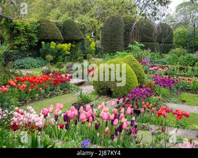 Chenies Manor Garden. Bunte Tulpenarten in der Pflanze Grenzen mit Topiary, Trellia und Graswegen im versunkenen Garten. Stockfoto