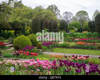 Chenies Manor Garden. Bunte Tulpenarten in der Pflanze Grenzen mit Topiary, Trellia und Graswegen im versunkenen Garten. Stockfoto