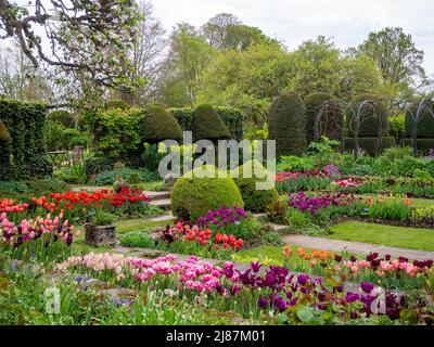 Chenies Manor Garden. Bunte Tulpenarten in der Pflanze Grenzen mit Topiary, Trellia und Graswegen im versunkenen Garten. Stockfoto