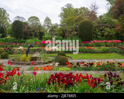 Chenies Manor House und Sunken Garden at Tulip Time..der Zierteich mit Reihen von bunten Tulpen in den Pflanzengrenzen und pulsierenden Rasen. Stockfoto