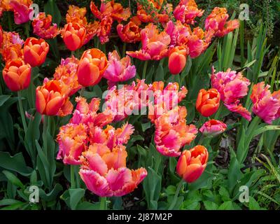 Chenies Manor Garden. Orange Tulpensorten, Tulipa 'Annie Schilder', Tulipa 'Amazing Parrot'; eine lebendige Kombination. Stockfoto