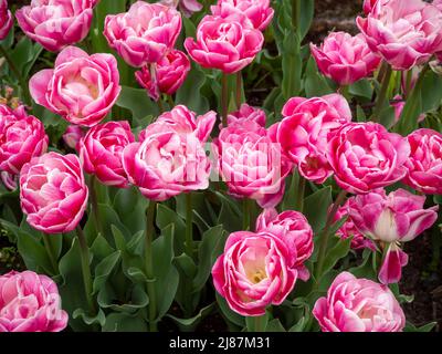 Detail von Tulipa 'Dior' im Chenies Manor Garden. Schöne, zweifache, Pfingstrose geformte Tulpe in rosa Farbtönen im Chenies Manor Garden. Stockfoto