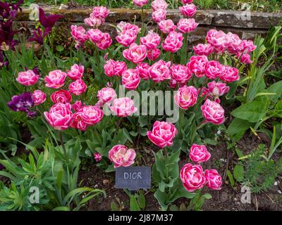 Detail von Tulipa 'Dior' im Chenies Manor Garden. Schöne, zweifache, Pfingstrose geformte Tulpe in rosa Farbtönen im Chenies Manor Garden. Stockfoto