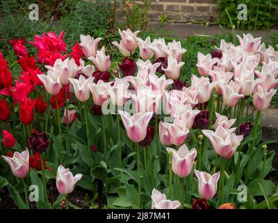 Chenies Manor Garden Tulip 'Apricot Pride', Tulipa 'Isaak Chic' Tulipa 'Ile de France' , im April in Massen im versunkenen Garten gepflanzt. Stockfoto