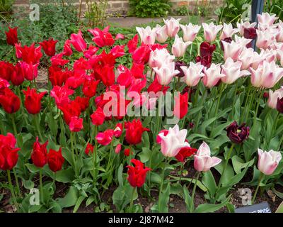 Chenies Manor Garden Tulip 'Apricot Pride', Tulipa 'Isaak Chic' Tulipa 'Ile de France' , im April in Massen im versunkenen Garten gepflanzt. Stockfoto