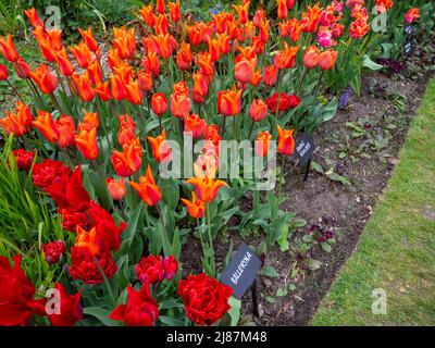 Chenies Manor Garden.Rote und orange Tulpen in der versunkenen Gartengrenze. Tulipa 'Ballerina', Tulipa 'Annie Schilder', Tulipa 'Isaak Chic'. Stockfoto
