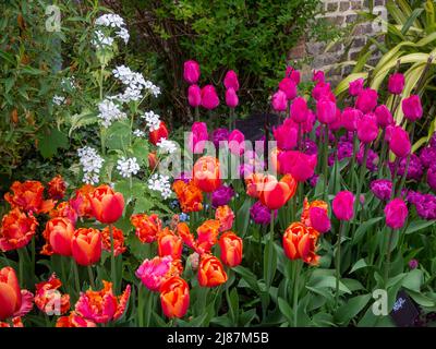 Chenies Manor Garden. Bunte versunkene Gartentulpen beim Pavillon-Gebäude.Tulipa 'Tempel der Schönheit', Weiße 'Ehrlichkeit', Tulipa 'Amazing Parrot'. Stockfoto