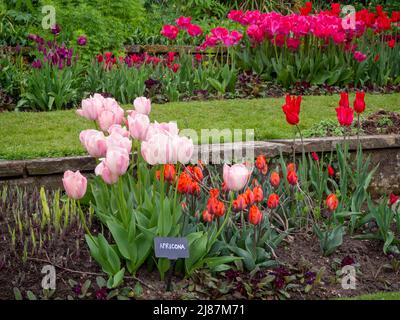 Chenies Manor Garden.der terrassenförmige, versunkene Garten mit bunten Tulpenschichten..Tulipa 'Apricona', Tulipa 'Hermitage', Tulipa 'Barcelona'. Stockfoto