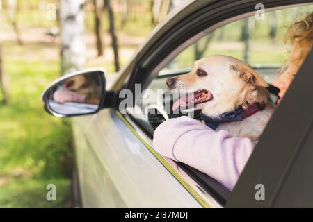 Reizender Hund, der aus einem Autofenster blickt, begeistert mittelgroßes Nahaufnahme-Haustierkonzept im Freien. Hochwertige Fotos Stockfoto