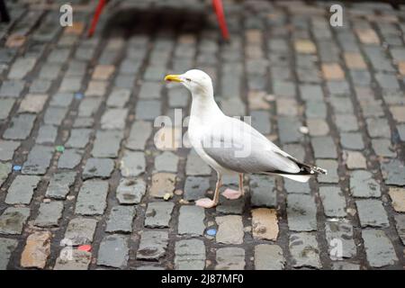 DUBLIN, IRLAND - MAI 2018: Möwe auf der Suche nach Nahrung auf der Straße der irischen Hauptstadt. Tägliches geschäftiges Leben von Touristen und Stadtbewohnern in Dublin, IRE Stockfoto