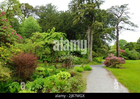 Wunderschöne Vegetation in den Gärten des Muckross House, möbliertes Herrenhaus aus dem 19.. Jahrhundert inmitten von Bergen und Wäldern, County Kerry, Irland. Stockfoto