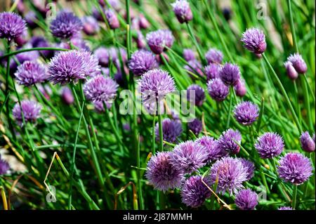 Rosa Blüten von Schnittlauch, Allium Schoenoprasum im Garten wächst Stockfoto