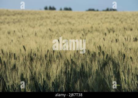 Bewässerte Getreidefelder, Heise, Idaho, USA Stockfoto