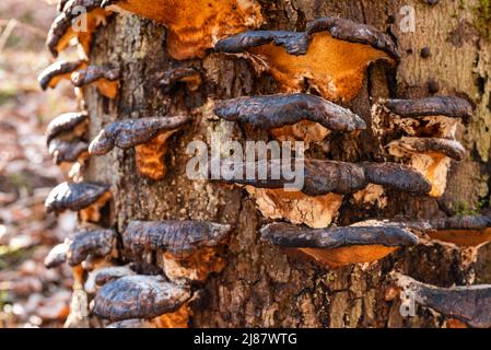 Nahaufnahme einer Gruppe goldbrauner polyporer Baumpilze auf einem toten Baumstumpf in einem Wald Stockfoto