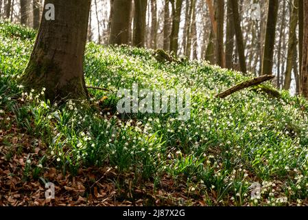 Waldlandschaft im Frühling mit blühender Schneeflocke (Leucojum vernum), die den Waldboden bedeckt, Schneegrund, Süntel, Weserbergland, Deutschland Stockfoto