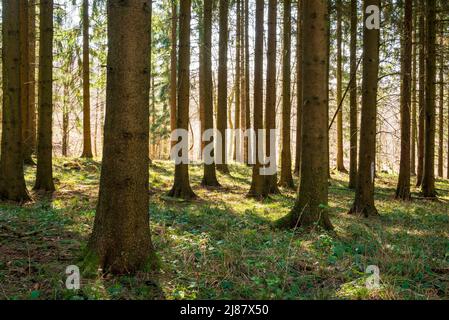 Schönes Licht, das durch die Stämme und Stängel von Tannen- oder Fichtenbäumen in einem idyllischen Nadelwald, Süntel, Weserbergland, Deutschland, leuchtet Stockfoto