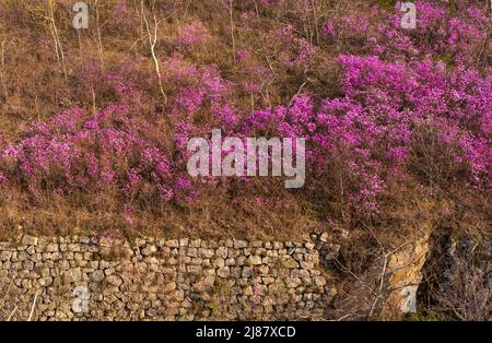 Blüten von Rhododendron dauricum. Beliebte Namen Rosmarin, maralnik. Russland. Wladiwostok. Russische Insel. Hochwertige Fotos Stockfoto