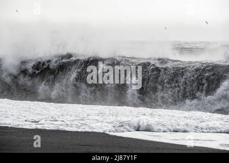 Am Strand von Reynisfjara, in der Nähe von Vík í Mýrdal, Südregion, Island, surfen Sie kräftig mit riesigen Wellen Stockfoto