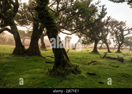 Außerirdische Landschaft im Feenwald von Fanal, mit schönem Abendlicht, das durch den Nebel und die alten Lorbeerbäume, Madeira, scheint Stockfoto