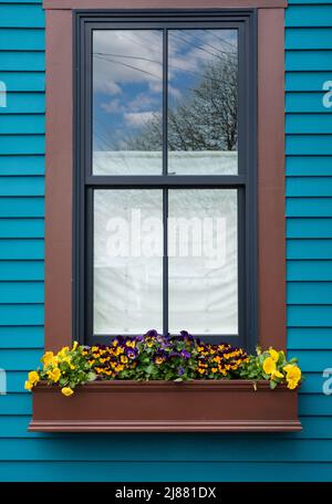 Fenster mit braunem Rahmen auf einem blauen Haus und einer Fensterbox voller Sommerblumen Stockfoto