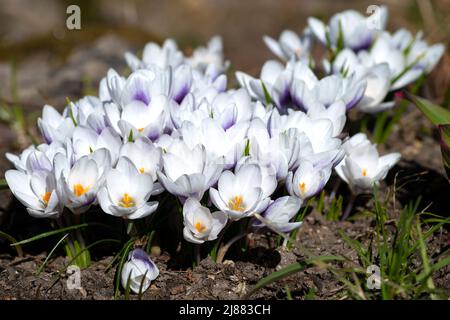 Weiße Krokusse (Crocus Vernus) auf einem Blumenbeet an einem sonnigen Apriltag Stockfoto