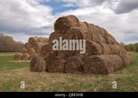 Zwei Pyramiden aus geernteten Heurollen auf dem Feld an einem bewölkten Maitag. Russland Stockfoto