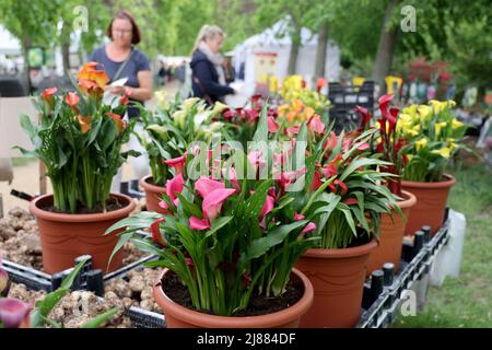 Dobbelin, Deutschland. 13.. Mai 2022. 13. Mai 2022, Sachsen-Anhalt, Döbbelin: Verschiedene Sorten der Pflanze 'Canna' stehen auf einem Tisch. Zum achten Mal findet auf Schloss Bismarck Döbbelin die 'LebensArt', die Messe für Garten, Wohnen und Lifestyle, statt. Weit über 120 Aussteller präsentieren sich bis Sonntag im Schlossgarten, alles rund um das Thema Garten, Dekorationen und Blumen. Foto: Peter Gercke/dpa Quelle: dpa picture Alliance/Alamy Live News Stockfoto