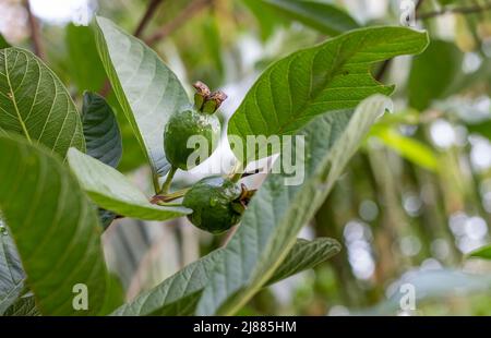 Junge Bio-Guava-Früchte, die in Nahaufnahme auf einem Zweig wachsen Stockfoto