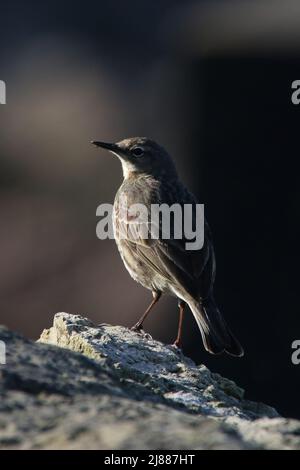 Eine europäische Felspipit (Anthus petrosus) in Hunterston in Ayrshire, Schottland. Stockfoto