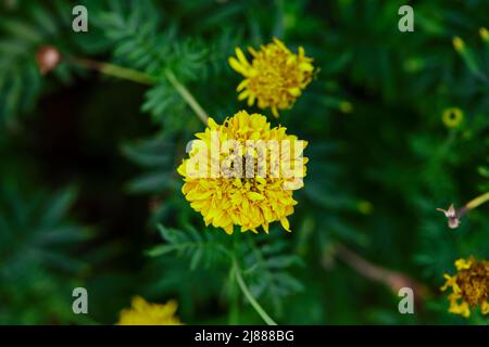 Nahaufnahme frischer Ringelblumen, die im Garten blühen Stockfoto