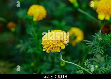Nahaufnahme frischer Ringelblumen, die im Garten blühen Stockfoto