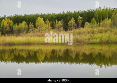 Bäume auf dem Hintergrund des Sees bei bewölktem Wetter. Natur Hintergrund. Stockfoto