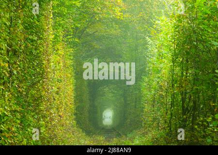 Ukraine. Sommer in Kleva. Eisenbahn im dichten Laubwald. „Tunnel Der Liebe“ Stockfoto