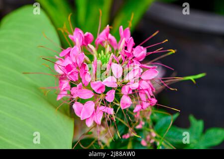 Nahaufnahme rosa kleome spinosa Blume blüht mit grünem Blatt Stockfoto